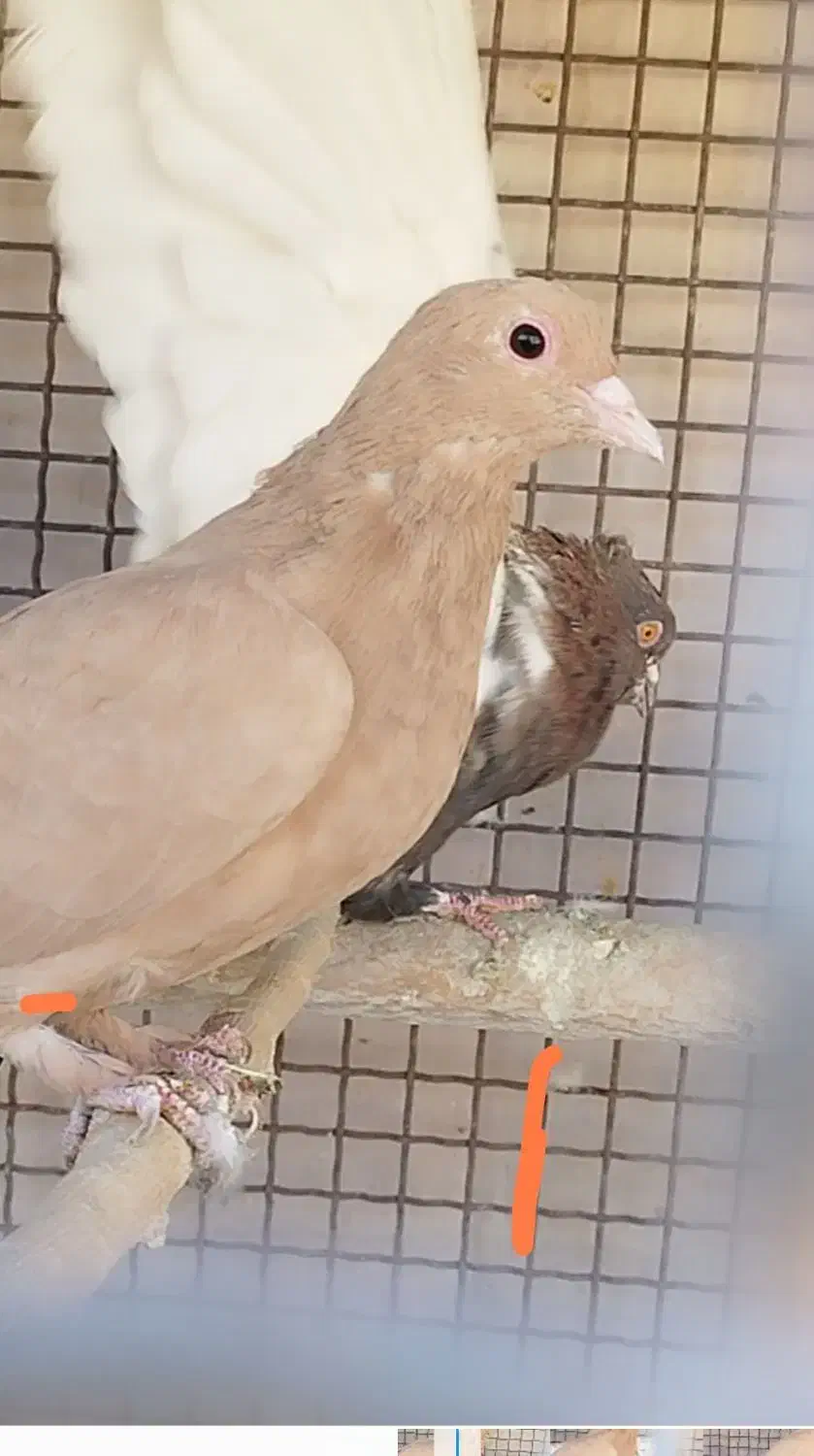 تعدادی کفتر ماده و نر|پرنده|زرند, |دیوار