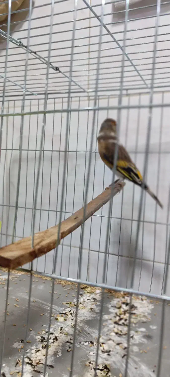 سهره قناری|پرنده|بانه, |دیوار