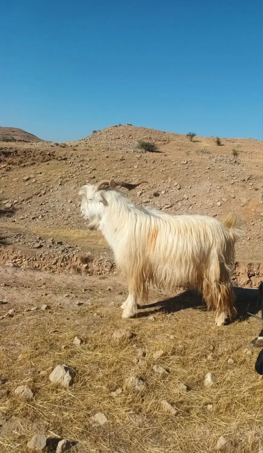 بعده (دوبر)|حیوانات مزرعه|اندیکا, |دیوار