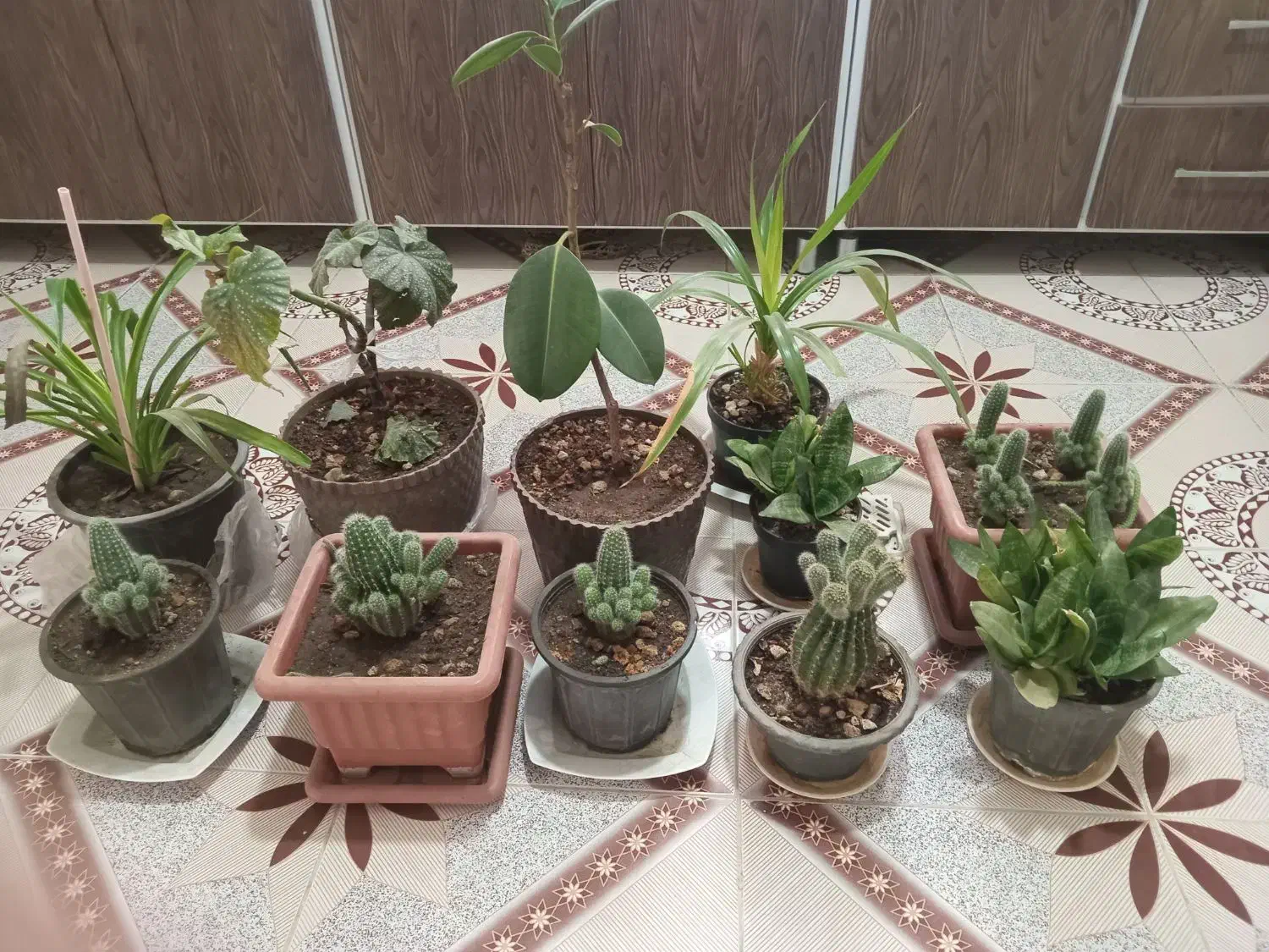 ۱۱عددگل همه باهم|گل و گیاه طبیعی|نیشابور, مازول|دیوار