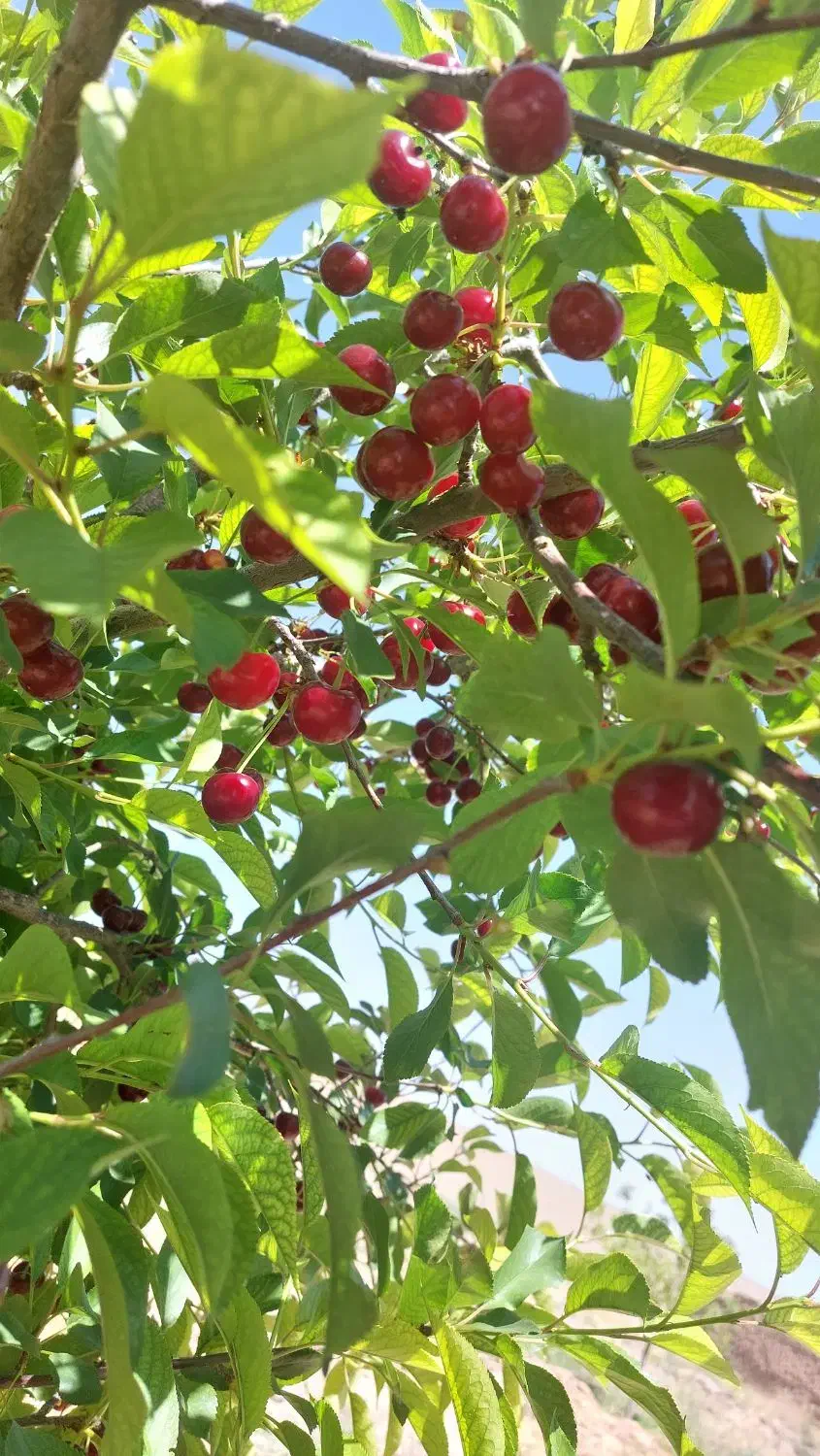 فروش زمین ۹۰۰۰ متری سنددار داخل روستا|فروش زمین و ملک کلنگی|کاغذکنان, |دیوار