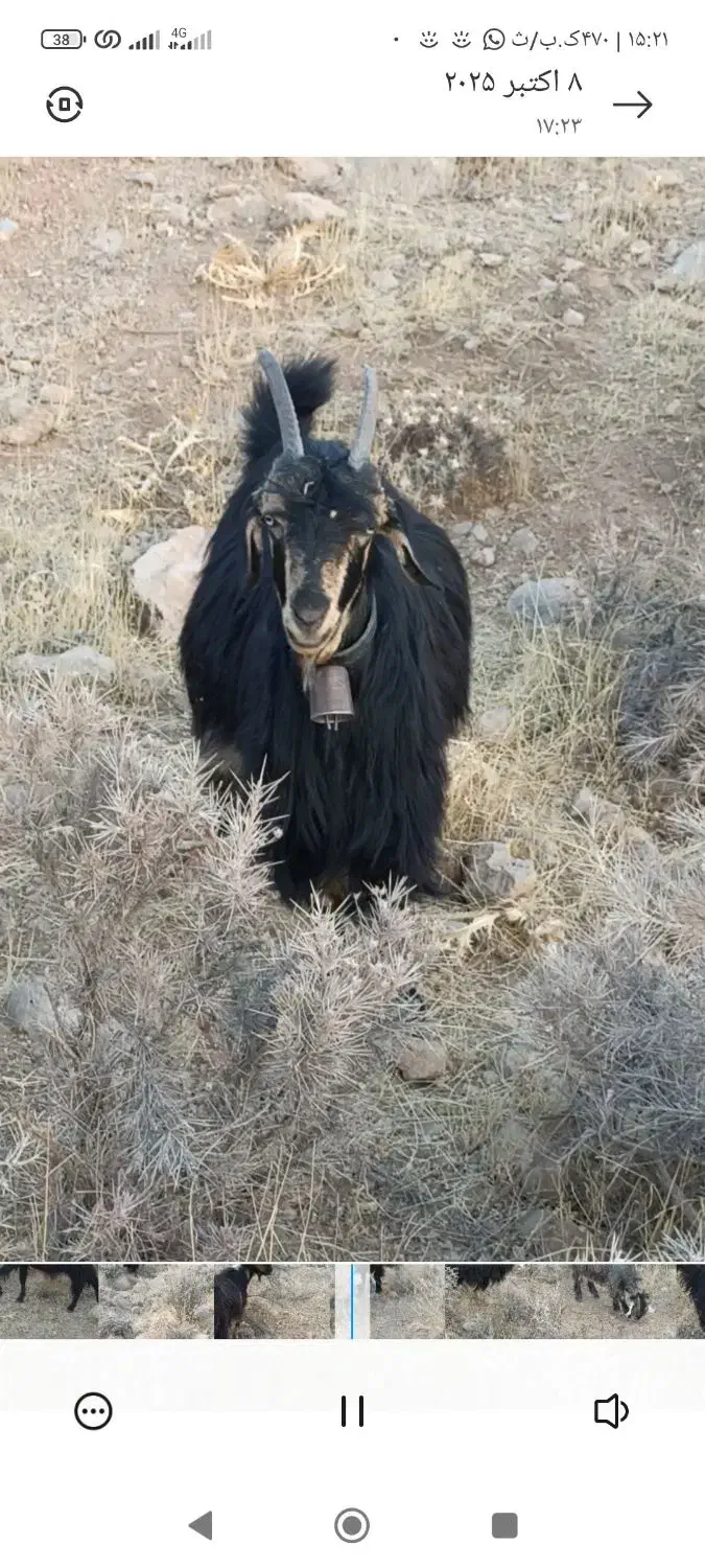 فروش گوسفند|حیوانات مزرعه|شیراز, داریون|دیوار