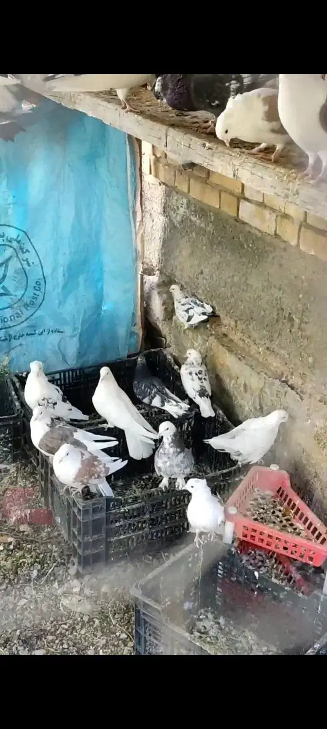 کفتر|پرنده|قم, دورشهر|دیوار