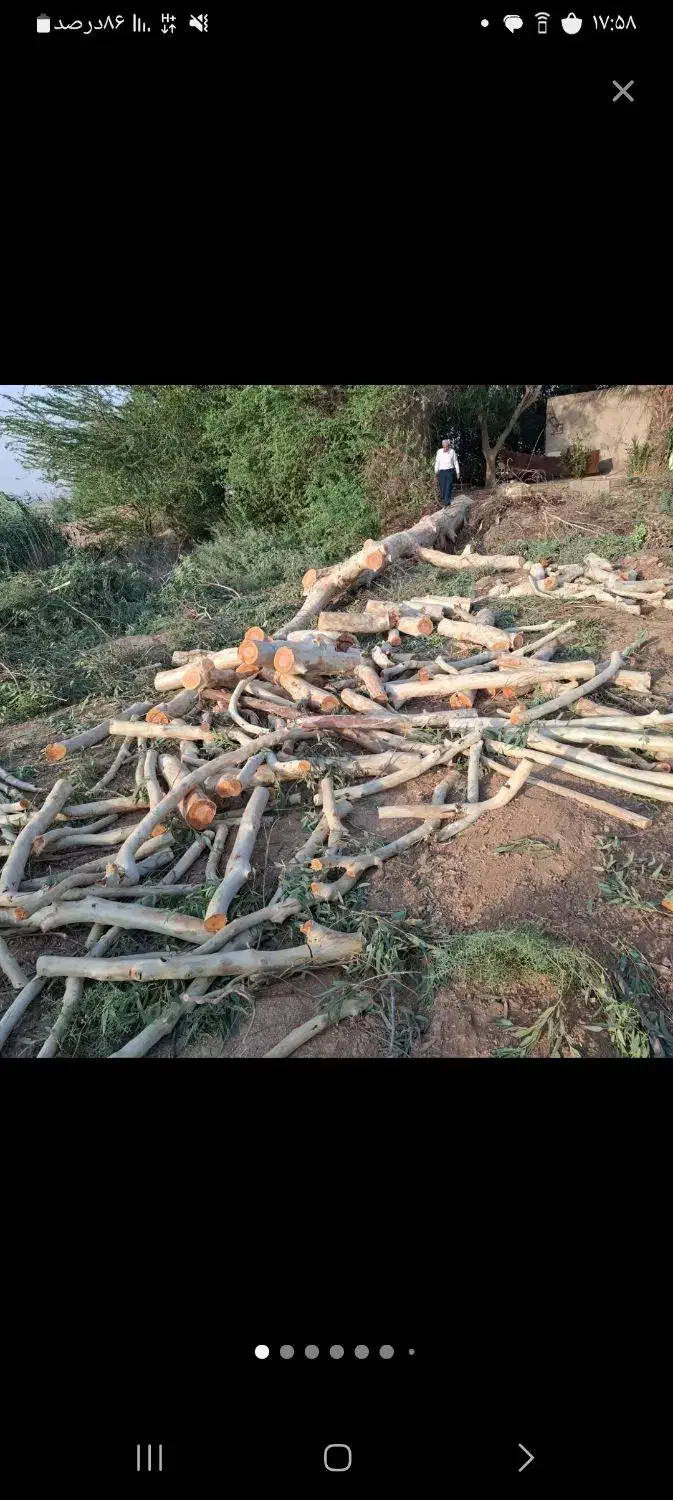 خریدار چوب|خدمات باغبانی و درختکاری|شوشتر, |دیوار