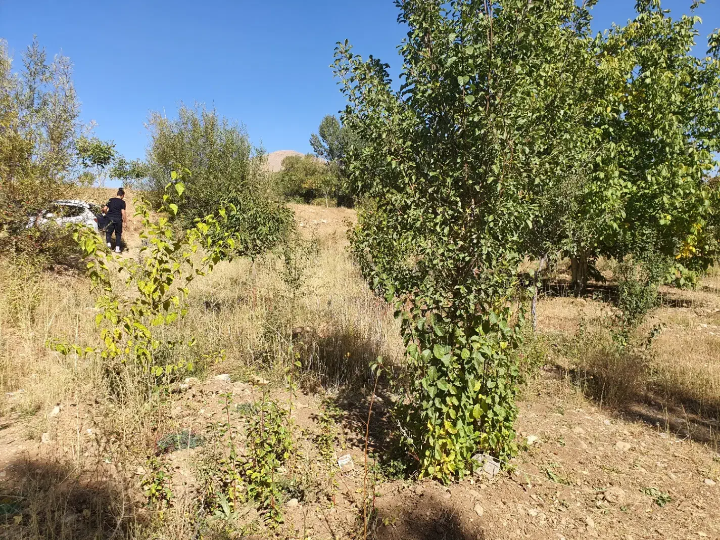 فروش باغ میوه در شهر افوس|فروش زمین و ملک کلنگی|بوئین و میاندشت, |دیوار