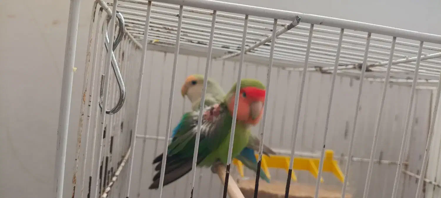 دو عدد کوتوله برزیلی|پرنده|تربتحیدریه, شهرک ولیعصر|دیوار