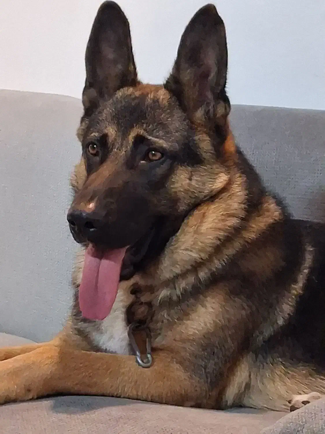 سگ ژرمن شپرد|سگ|آرادان, |دیوار