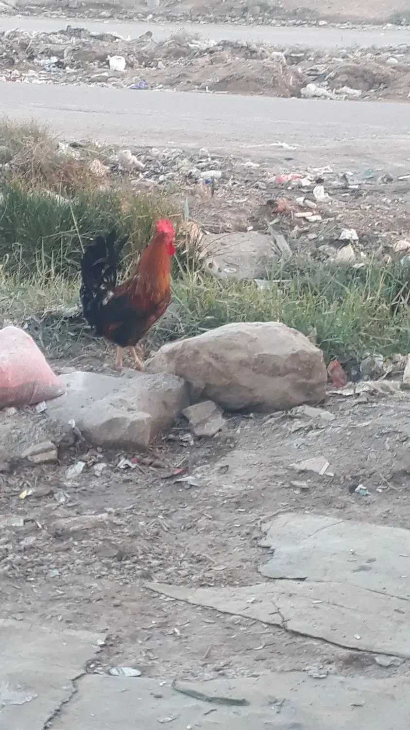 خروس ومرغ عربی اصل|حیوانات مزرعه|اهواز, گلدشت|دیوار