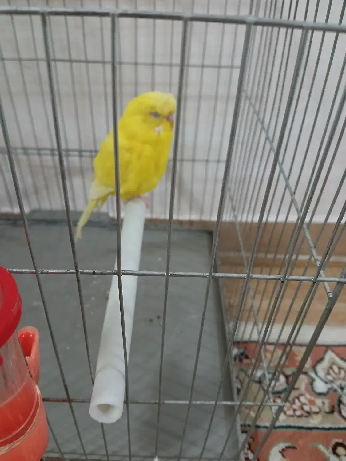 یک عدد مرغ عشق بالق نر ،مست آماده جفت|پرنده|رشت, کوی مهر|دیوار