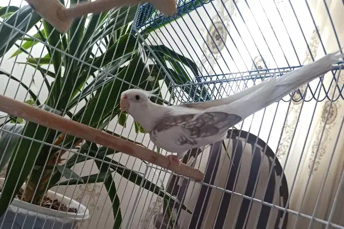 عروس آلبینو نر فوق‌العاده به شرط|پرنده|اصفهان, شهرک کاوه|دیوار