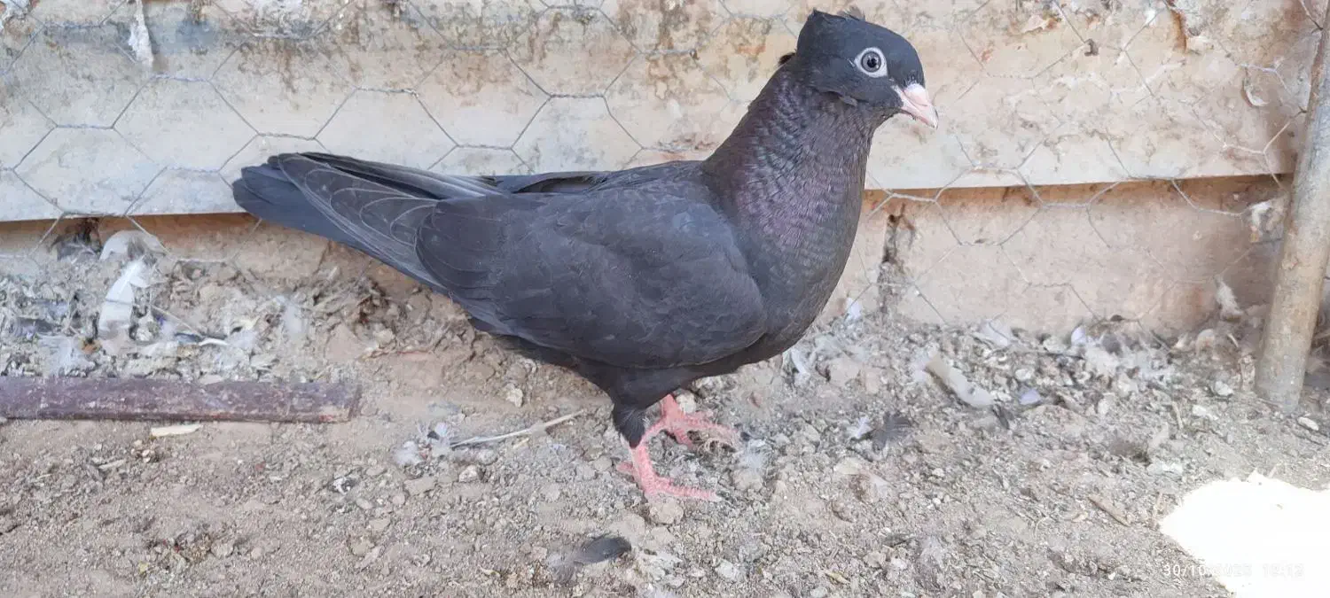 کبوترا|پرنده|جیرفت, |دیوار