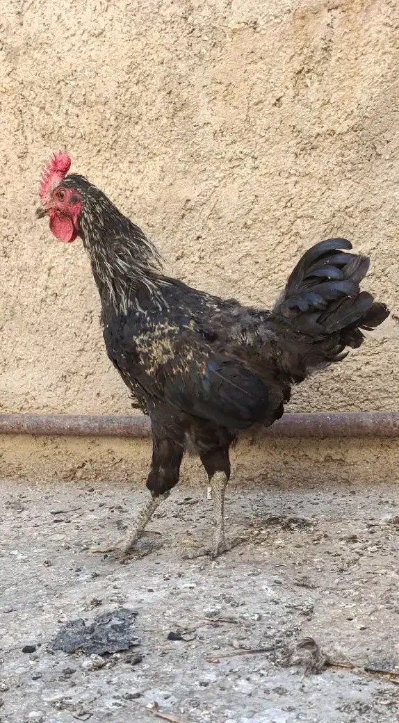 خروس محلی|حیوانات مزرعه|شیراز, دروازه قران|دیوار