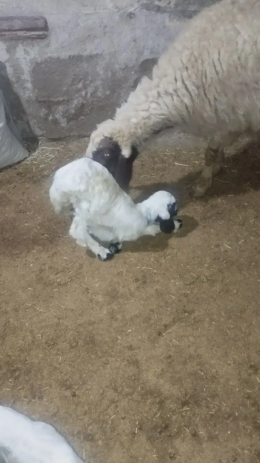 بره سنجابی اصیل|حیوانات مزرعه|ماهیدشت, |دیوار