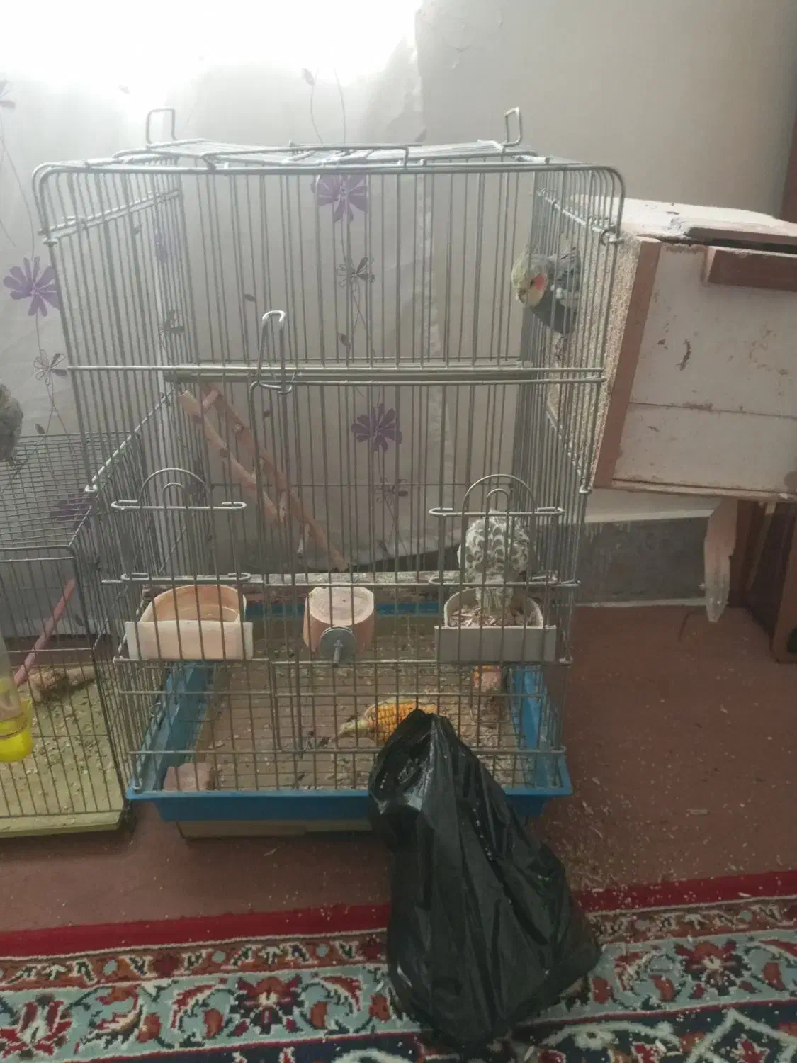 عروس هلندی مولد|پرنده|بروجرد, |دیوار