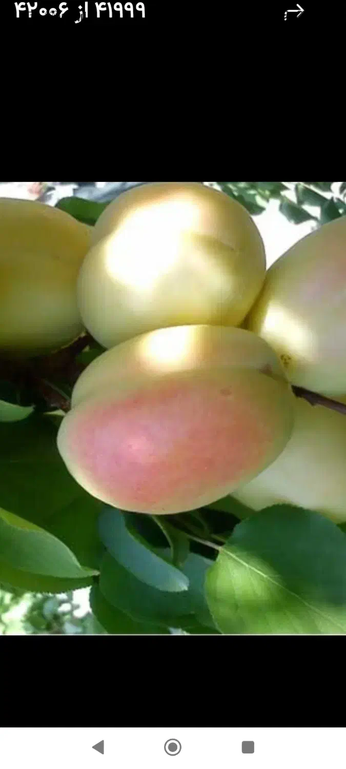 فروش فوری  باغ .دوجیریب ونیم طرح همت اباد هوره|فروش دفتر صنعتی، کشاورزی، تجاری|زاینده رود, |دیوار