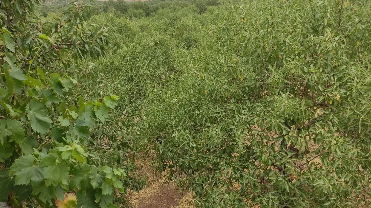 باغ بینظیر|فروش دفتر صنعتی، کشاورزی، تجاری|شیدا, |دیوار