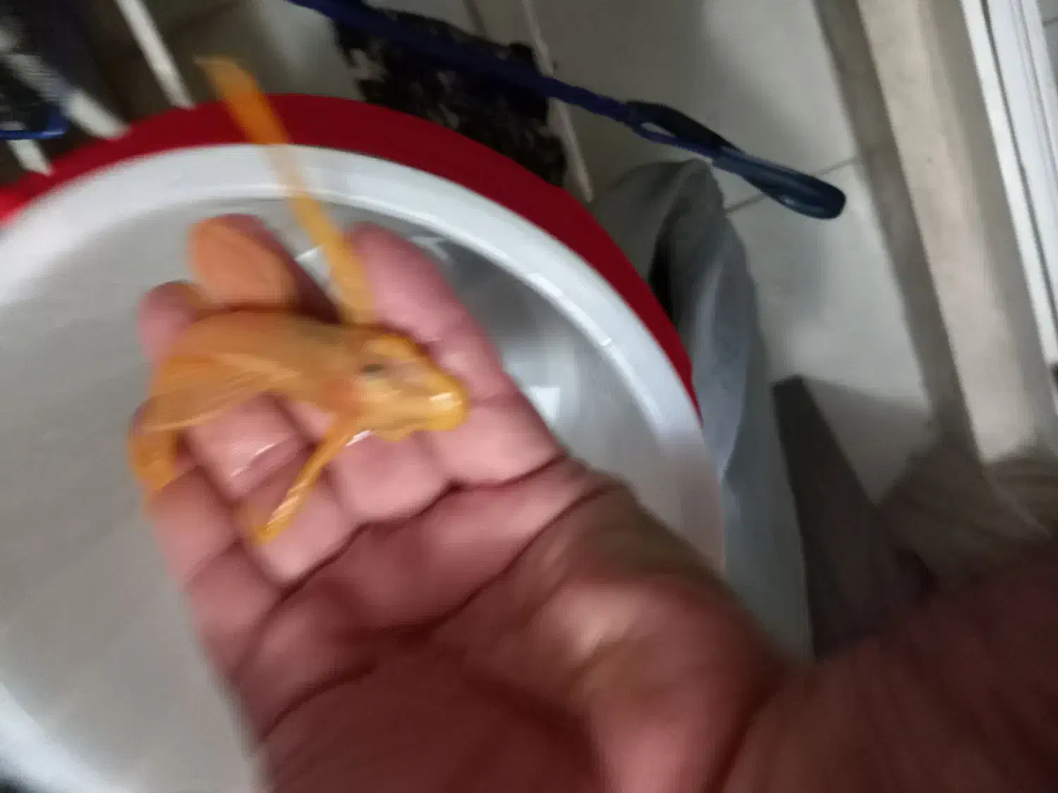 کت آلبینیو و بلو آیز|ماهی|تهران, تولید دارو|دیوار