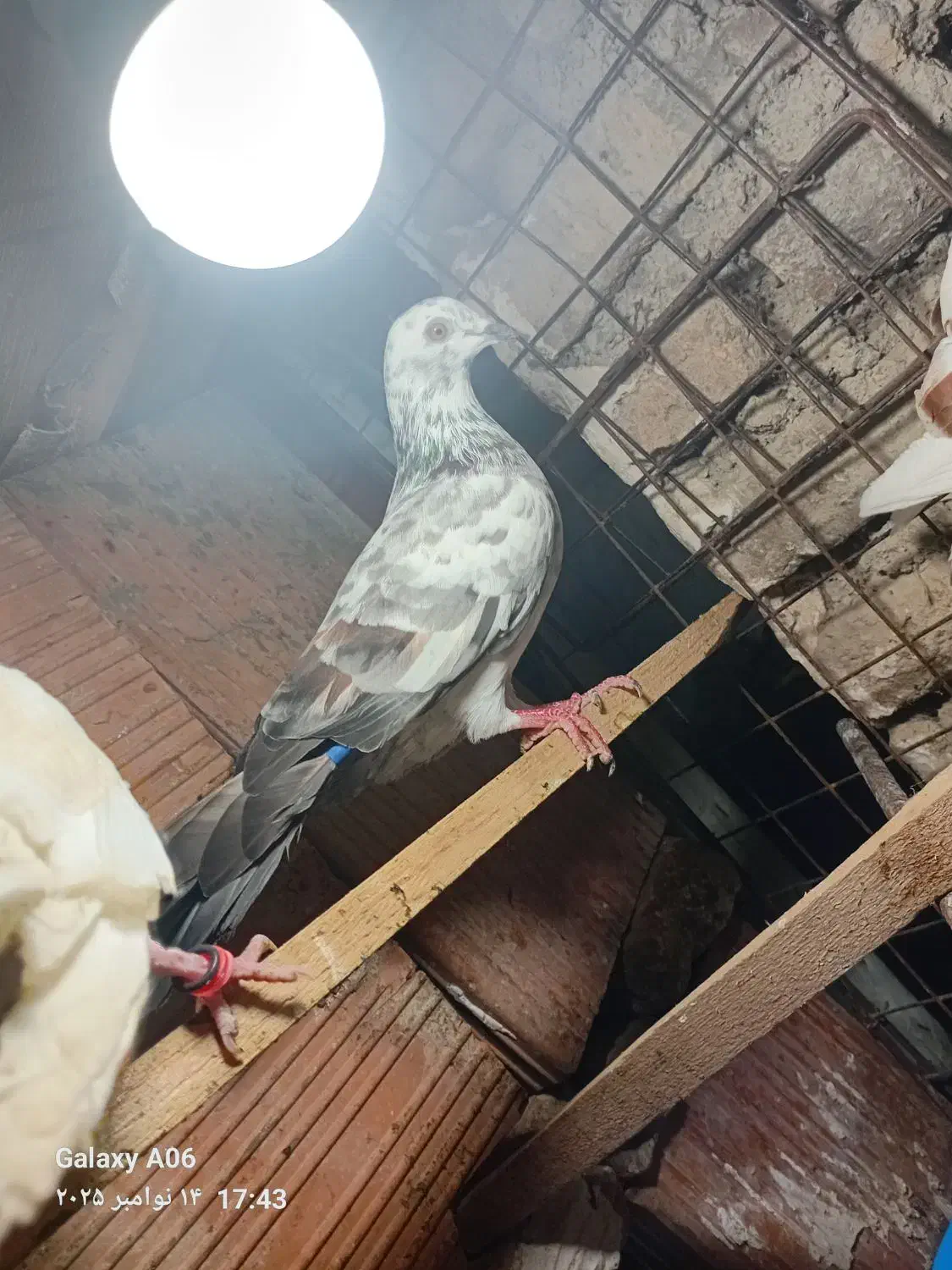 کفتر نر و ماده پرشی|پرنده|گرگان, |دیوار