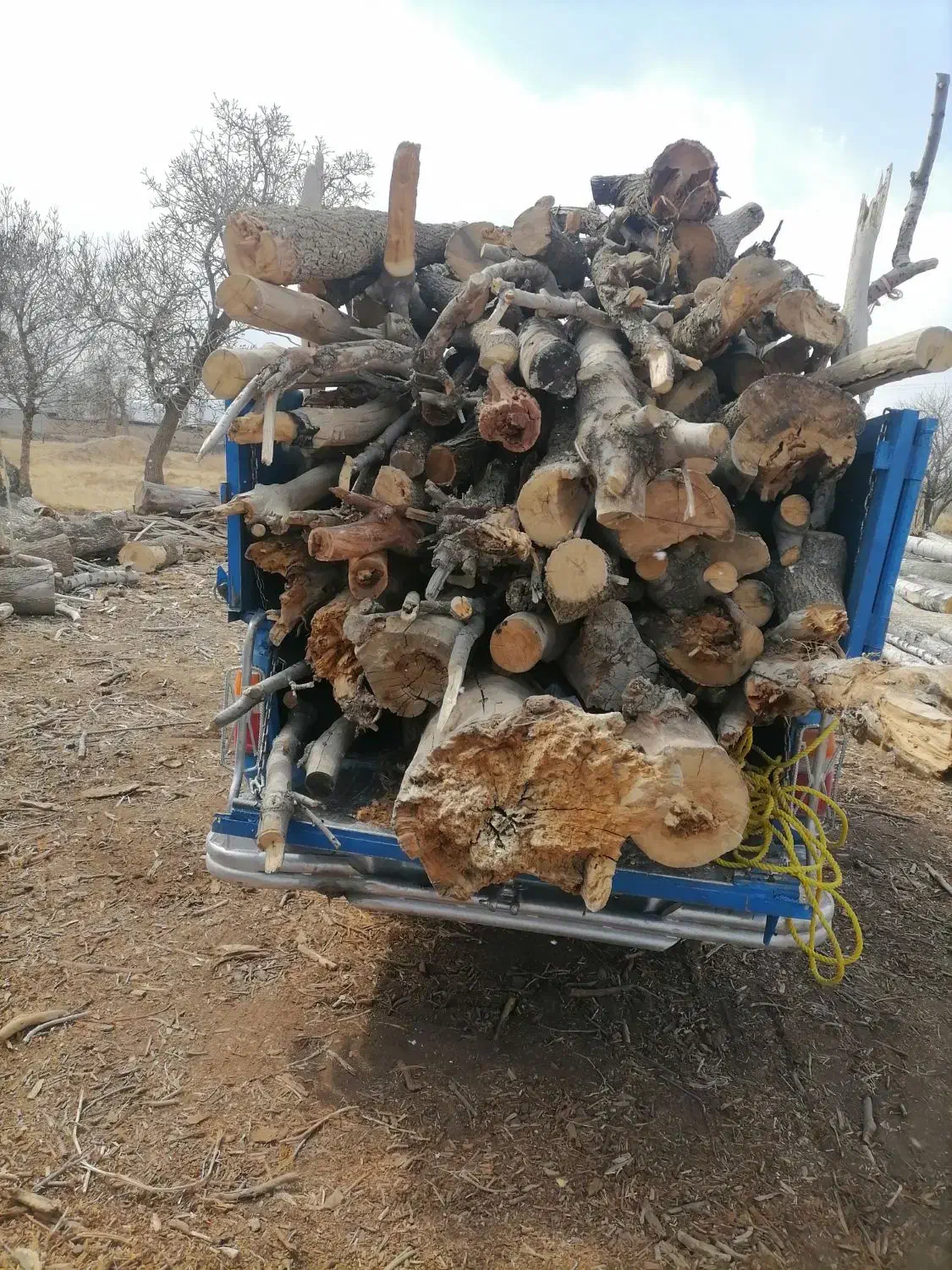 خریدار انواع چوب صنوبر کبود ونو تیرخشک وچوب باغی|خدمات باغبانی و درختکاری|خوانسار, |دیوار