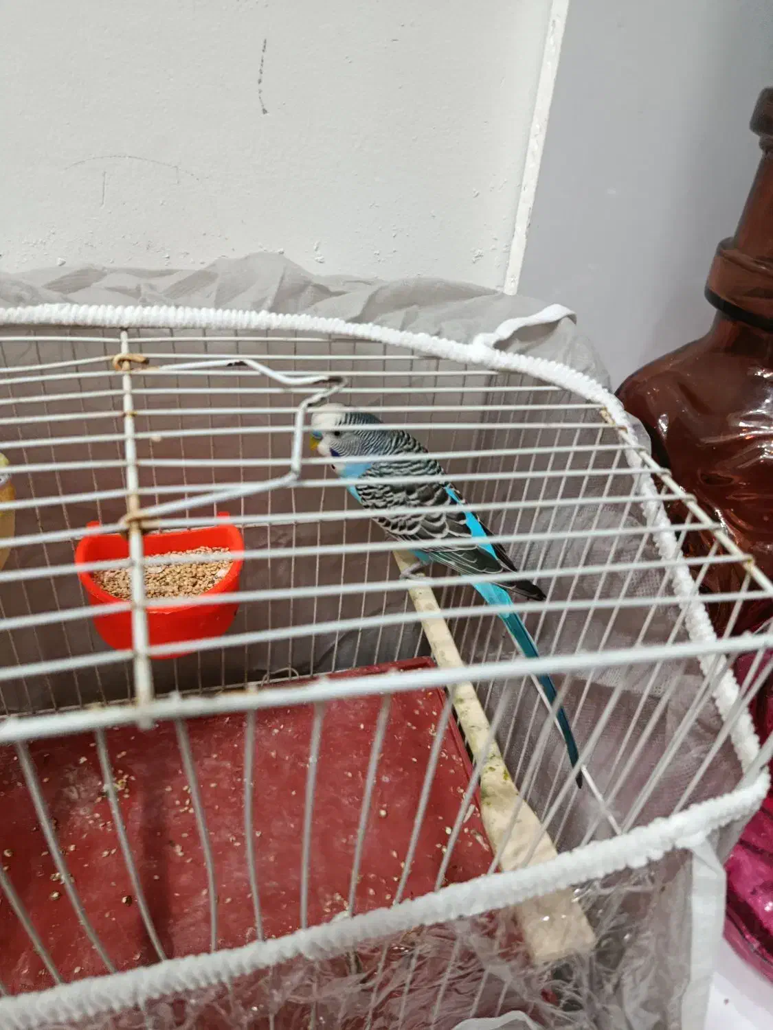 یک جفت مرغ عشق|پرنده|مشهد, قائم|دیوار