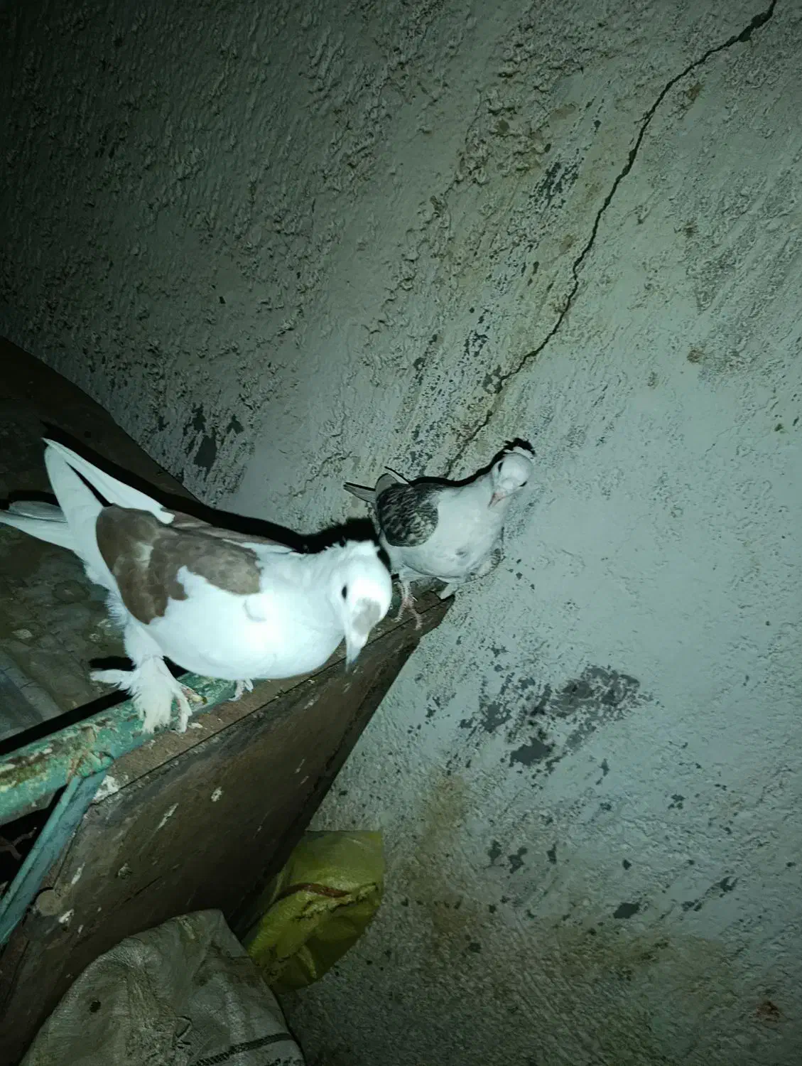 کبوتر پشتی کاکل شاخی دمسفید|پرنده|بردسکن, |دیوار