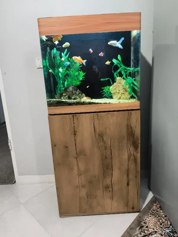 آکواریوم همراه با میز|ماهی|اهواز, کوی قائم|دیوار