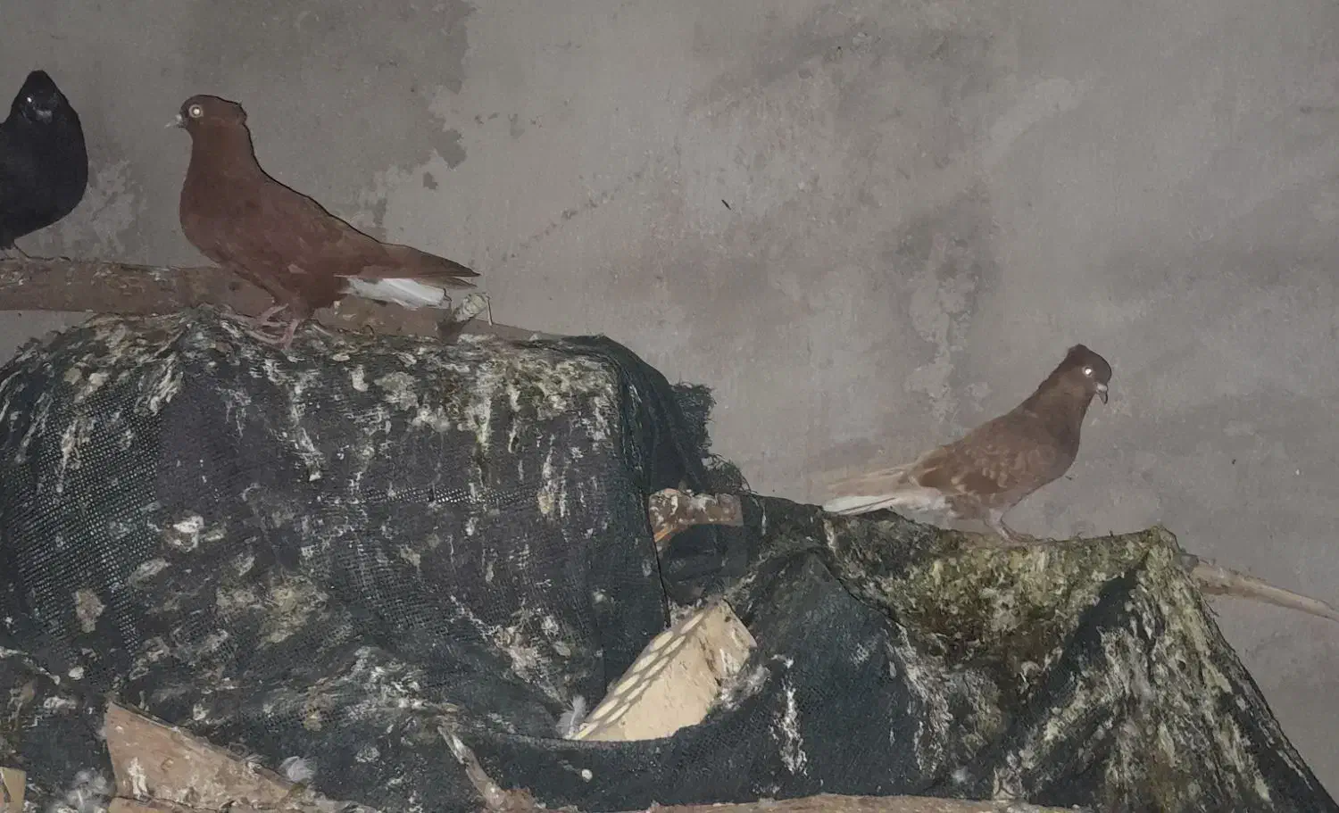 پرنده رنگی|پرنده|مسجد سلیمان, |دیوار