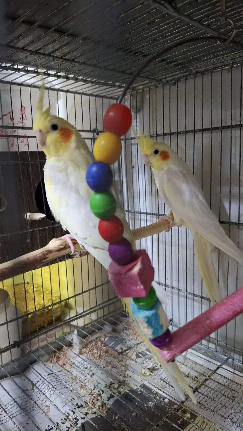 جفت مولد با تخم|پرنده|بندر ماهشهر, |دیوار