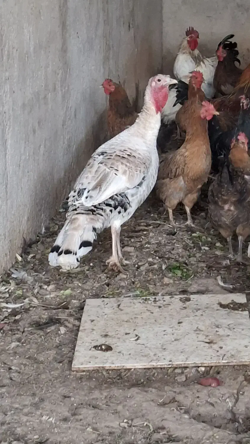 مرغ و خروس|حیوانات مزرعه|کاشان, شهرک صنعتی کویر|دیوار