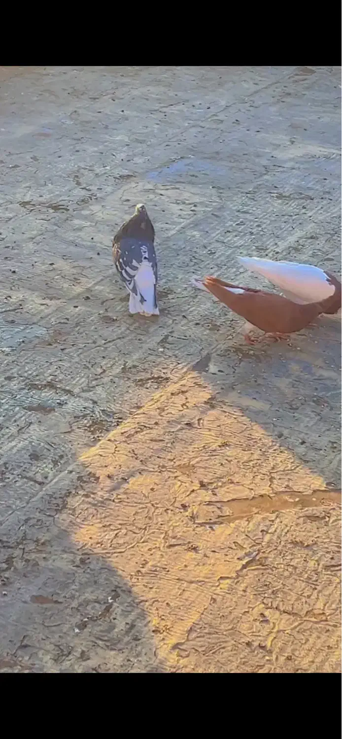 جفت سرور دم سفید و سینه سیاه بی عیب|پرنده|صدرا-فارس, فاز ۱|دیوار