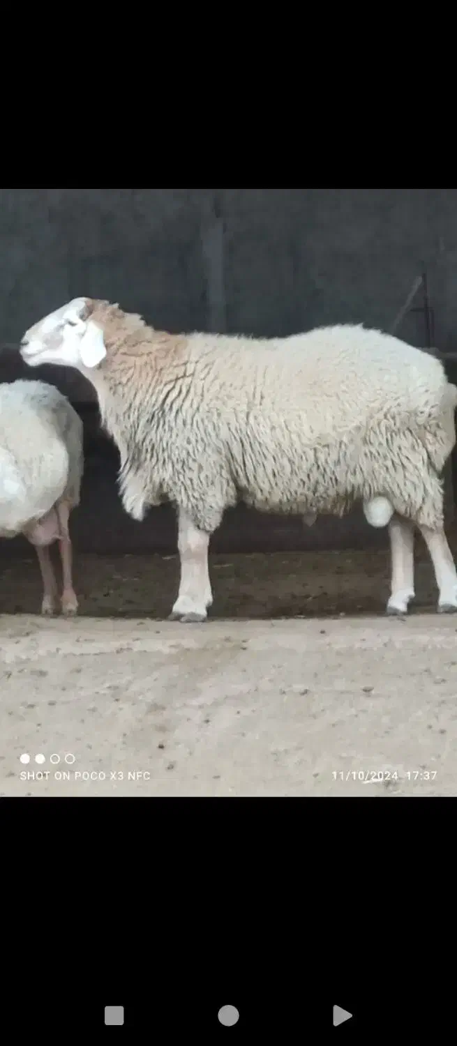 قوچ و بره نر هترو|حیوانات مزرعه|اردبیل, |دیوار