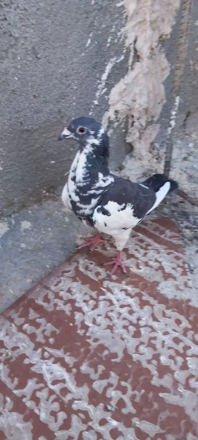 کبوتر|پرنده|شیراز, شاپورجان|دیوار
