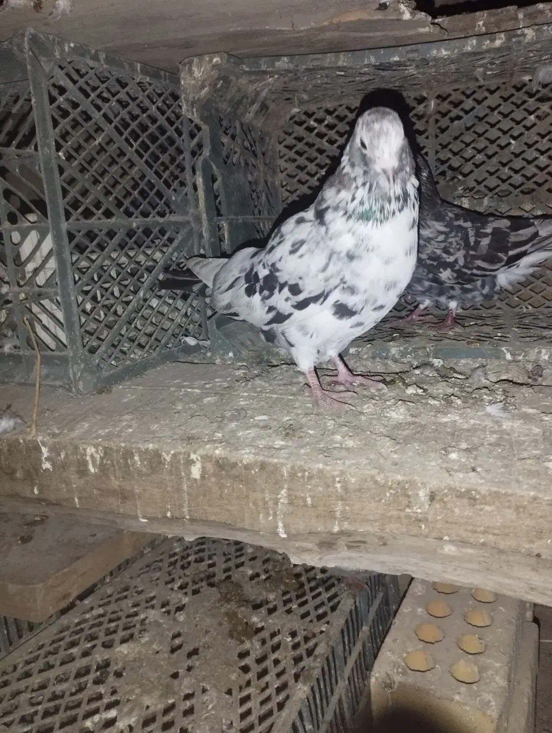 سرور ماده جوان و مسجدی پرشی|پرنده|مینودشت, |دیوار