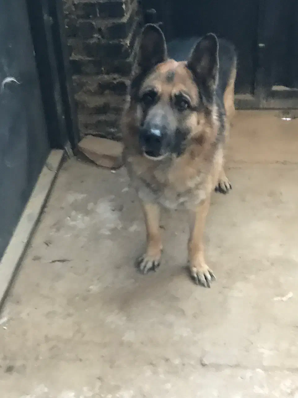 سگ ژرمن|سگ|یزد, |دیوار