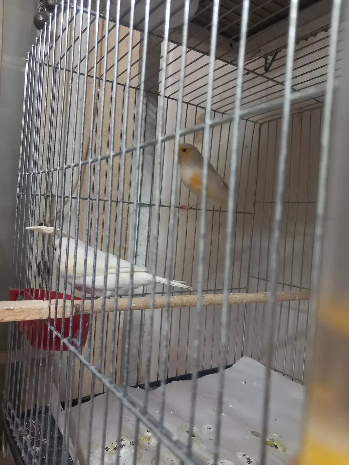 قناری موزایکی|پرنده|قم, انصار‌الحسین|دیوار