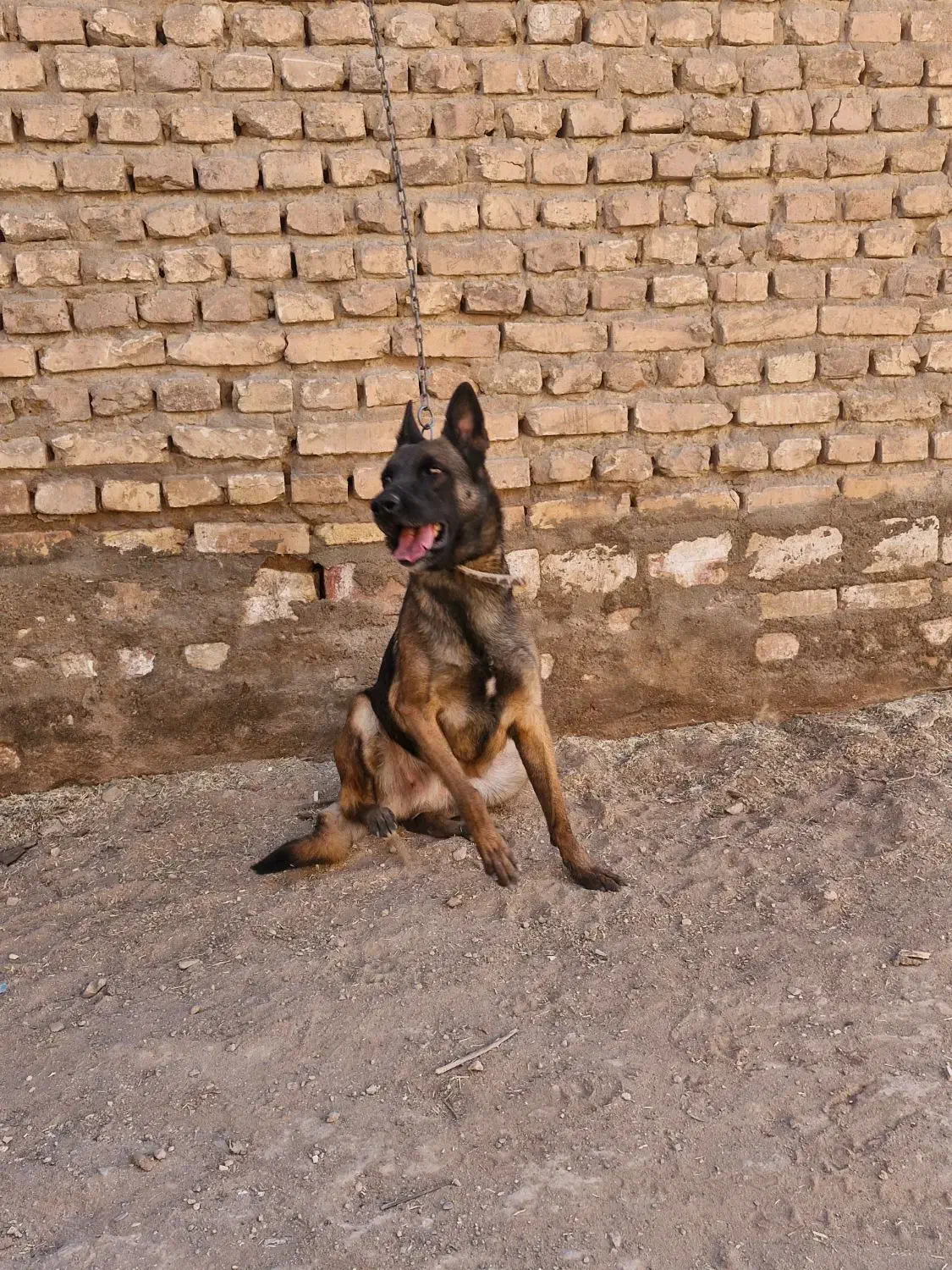 مالینیوز ماده معاوضه|سگ|یزد, |دیوار