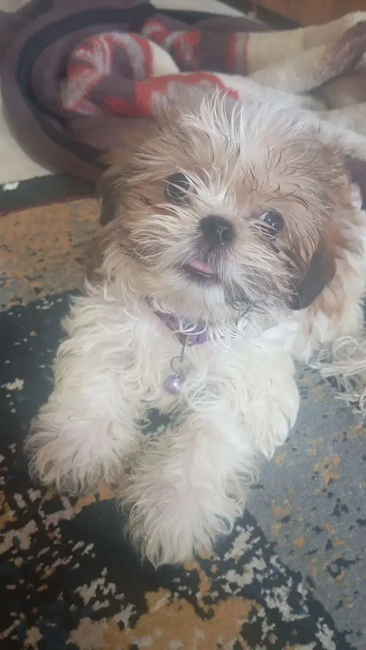 سگ نژاد شیتزو|سگ|تربت‌حیدریه, بوستان باغ ملی|دیوار