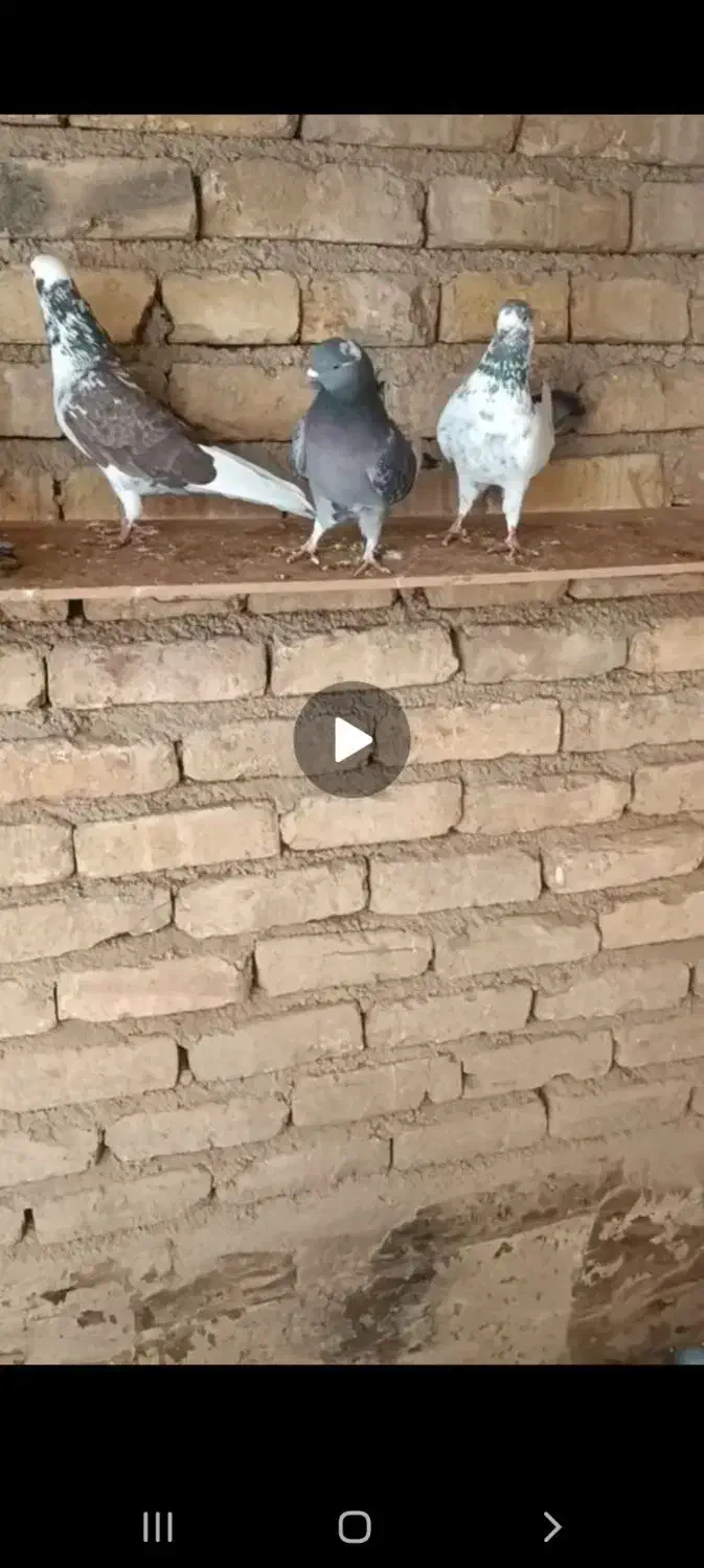 کبوتر|پرنده|اقبالیه, |دیوار