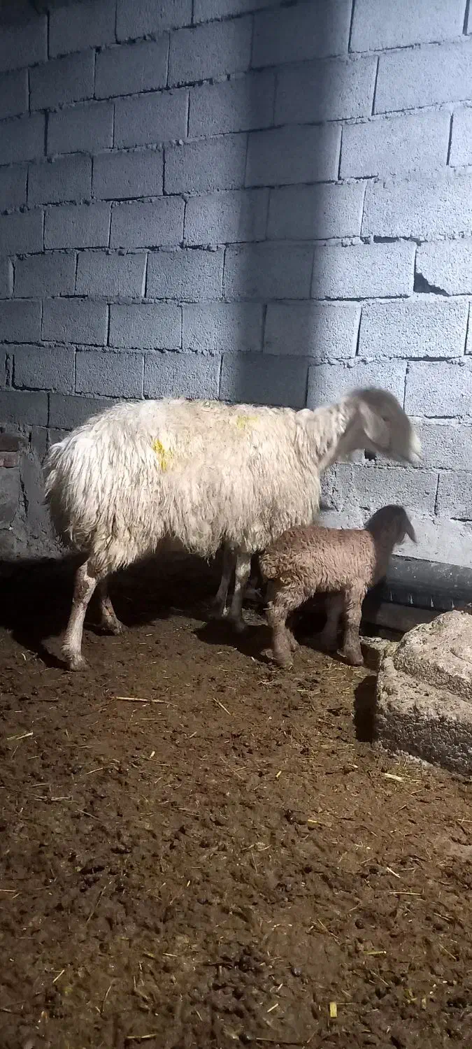 بره نر عالی|حیوانات مزرعه|مشگین شهر, |دیوار