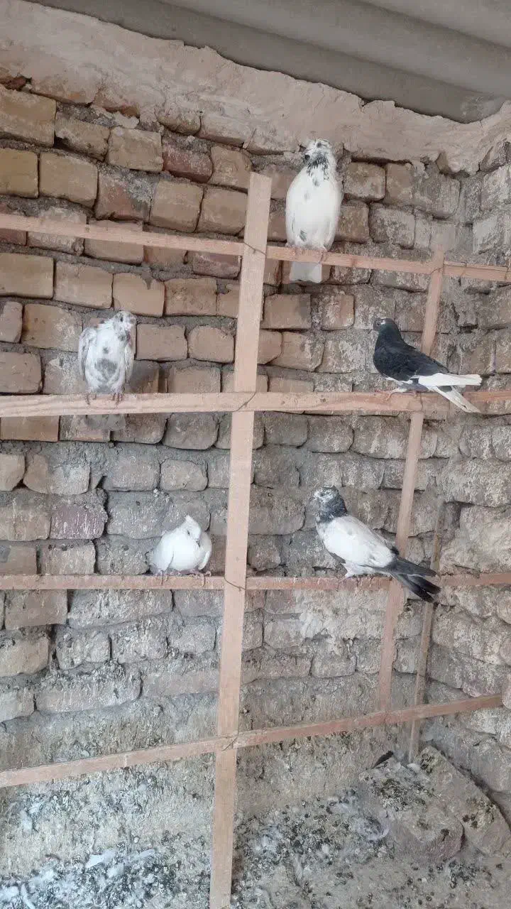 کبوترفروشی|پرنده|کاشان, دشت لتحر|دیوار