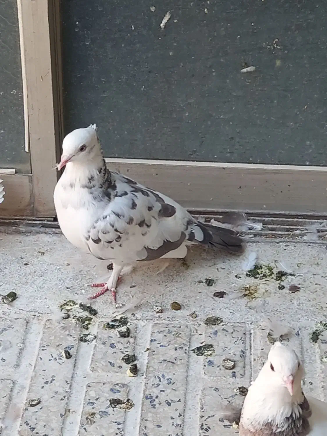 همه نوع کفتر دونه ای ۱۰۰|پرنده|هرسین, |دیوار