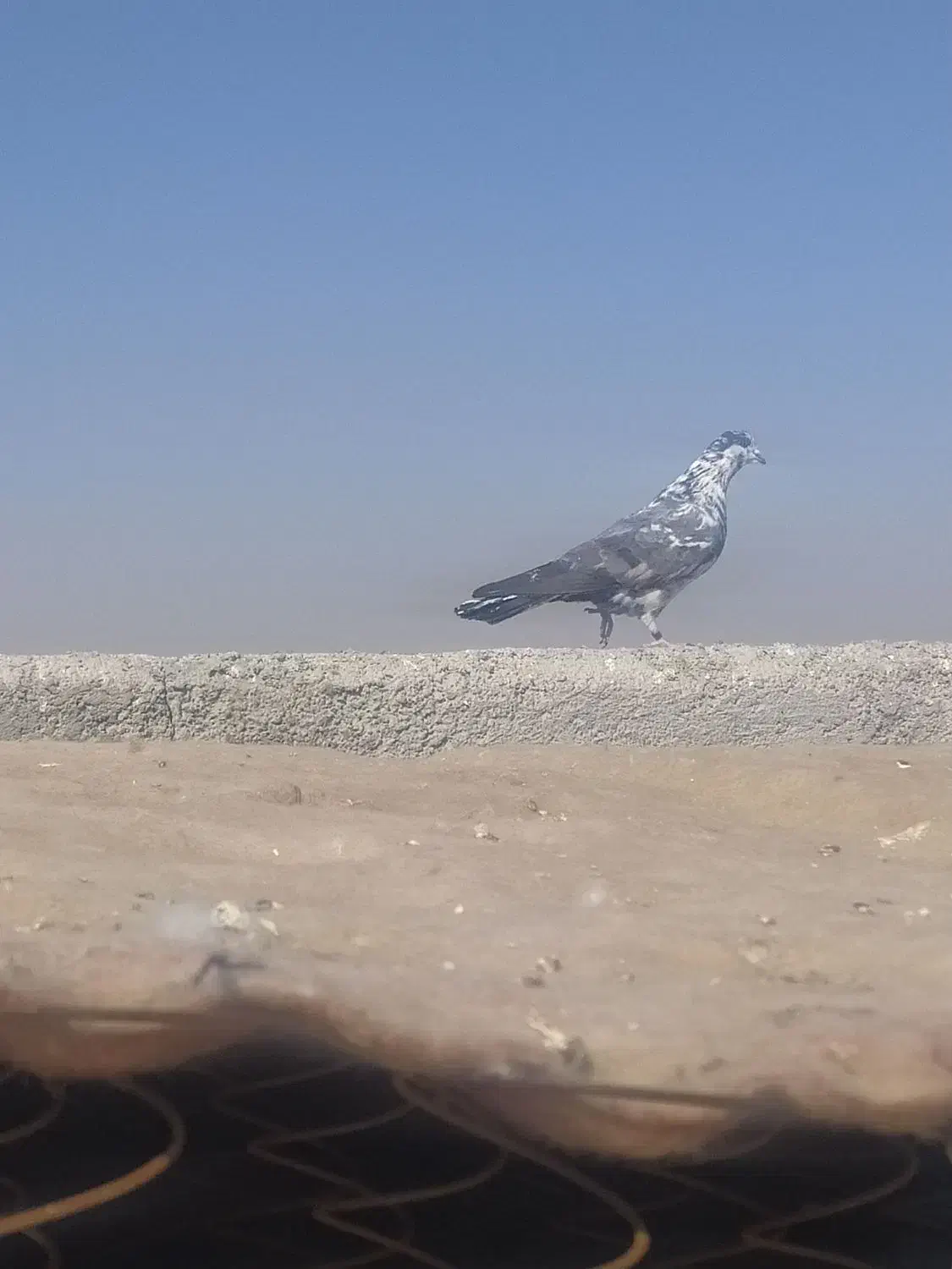 چندجفتکفتردرجهیکمخصوصجوجهگیری|پرنده|فلاورجان, |دیوار