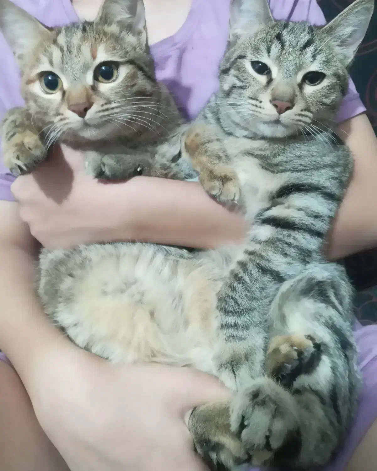 گربه خانگی|گربه|رفسنجان, |دیوار