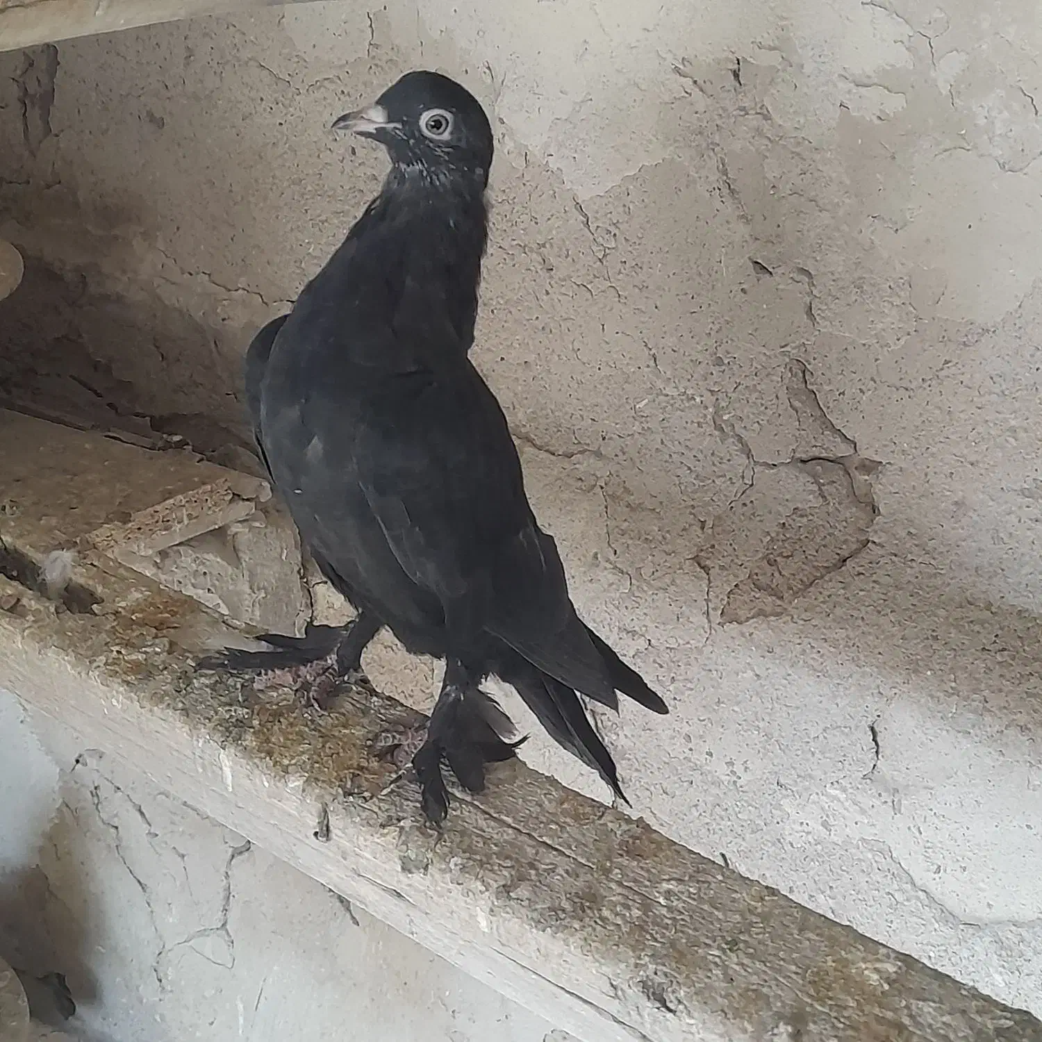 کفتر|پرنده|تبریز, |دیوار