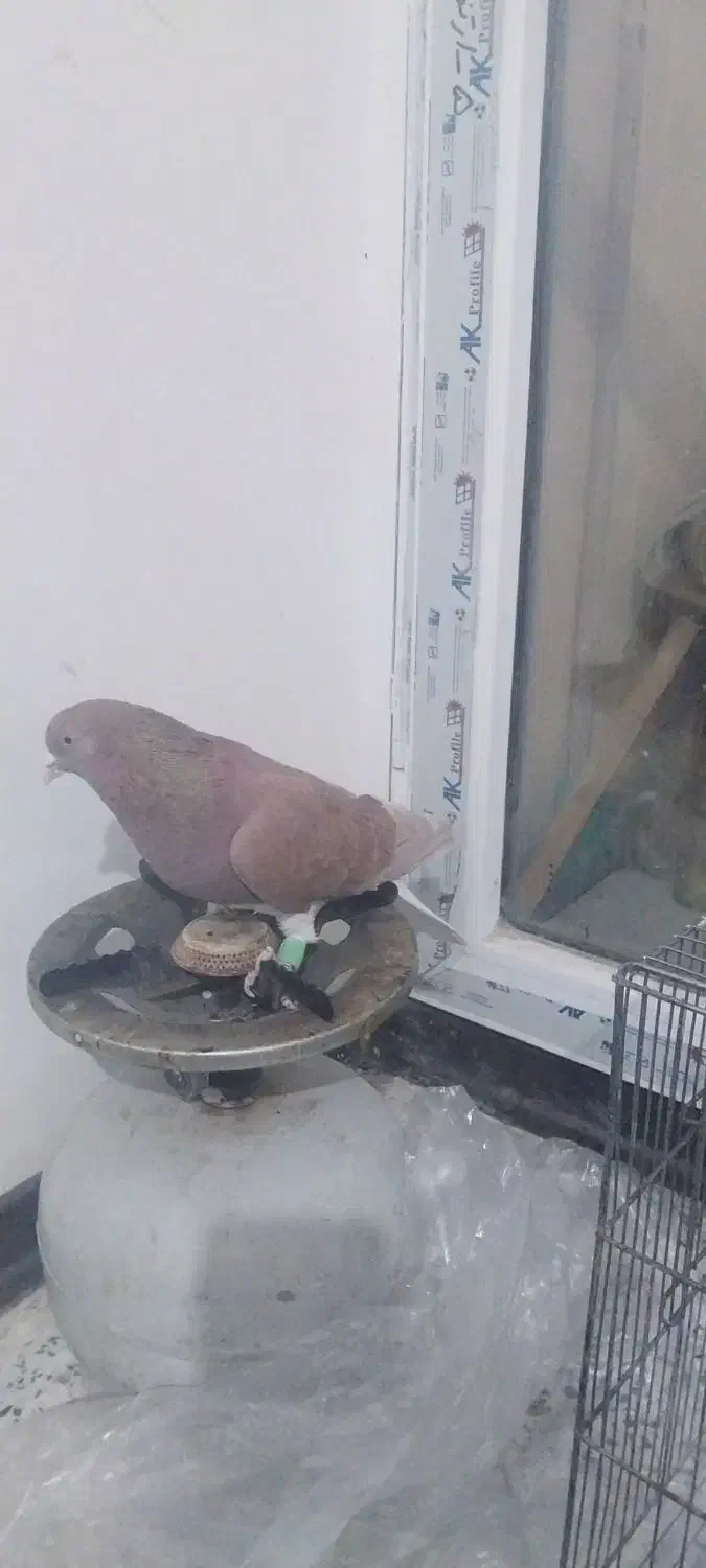 پرنده رنگی|پرنده|فولادشهر, مسکن مهر فولادشهر|دیوار