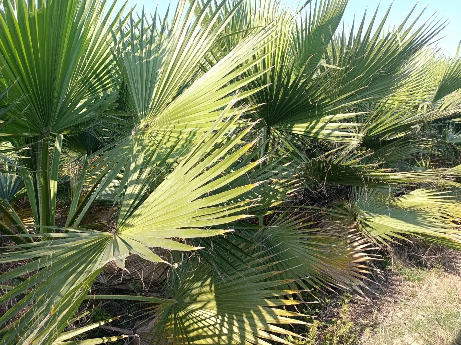 گل پالم|گل و گیاه طبیعی|بابکان, |دیوار