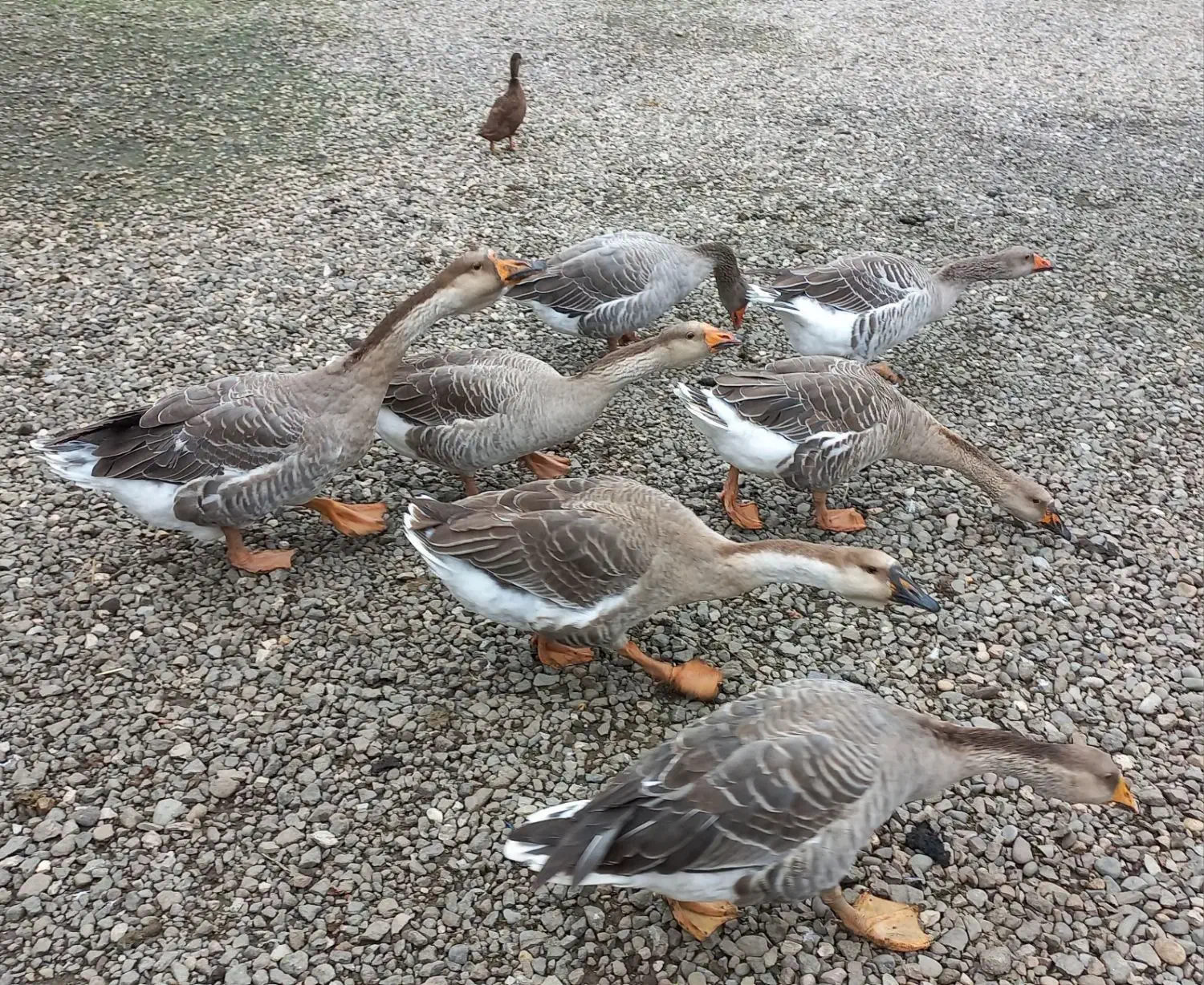 قو غاز|حیوانات مزرعه|شاندرمن, |دیوار