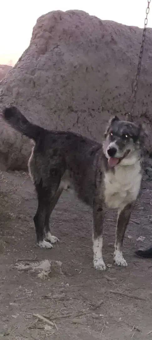 واگذاری سگ افغان 3ساله|سگ|مشهد, کوشک مهدی|دیوار