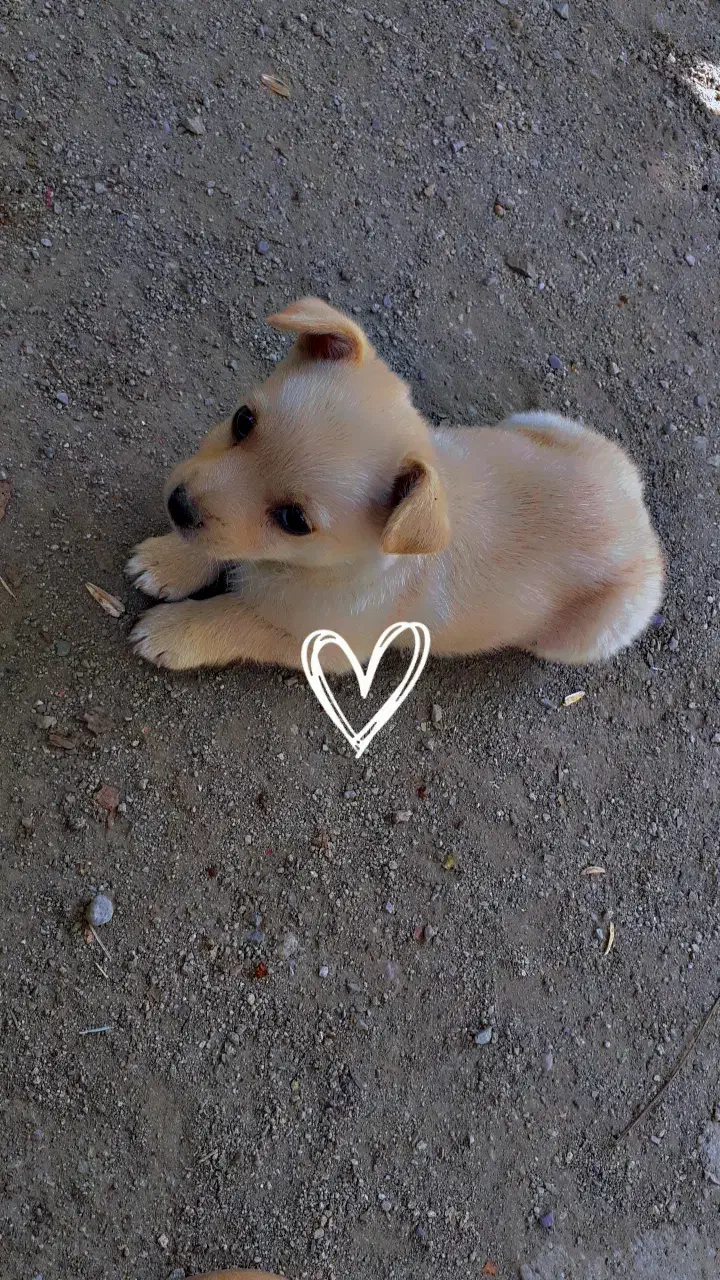 سگ پاکوتاه 2ماهه|سگ|جیرفت, |دیوار