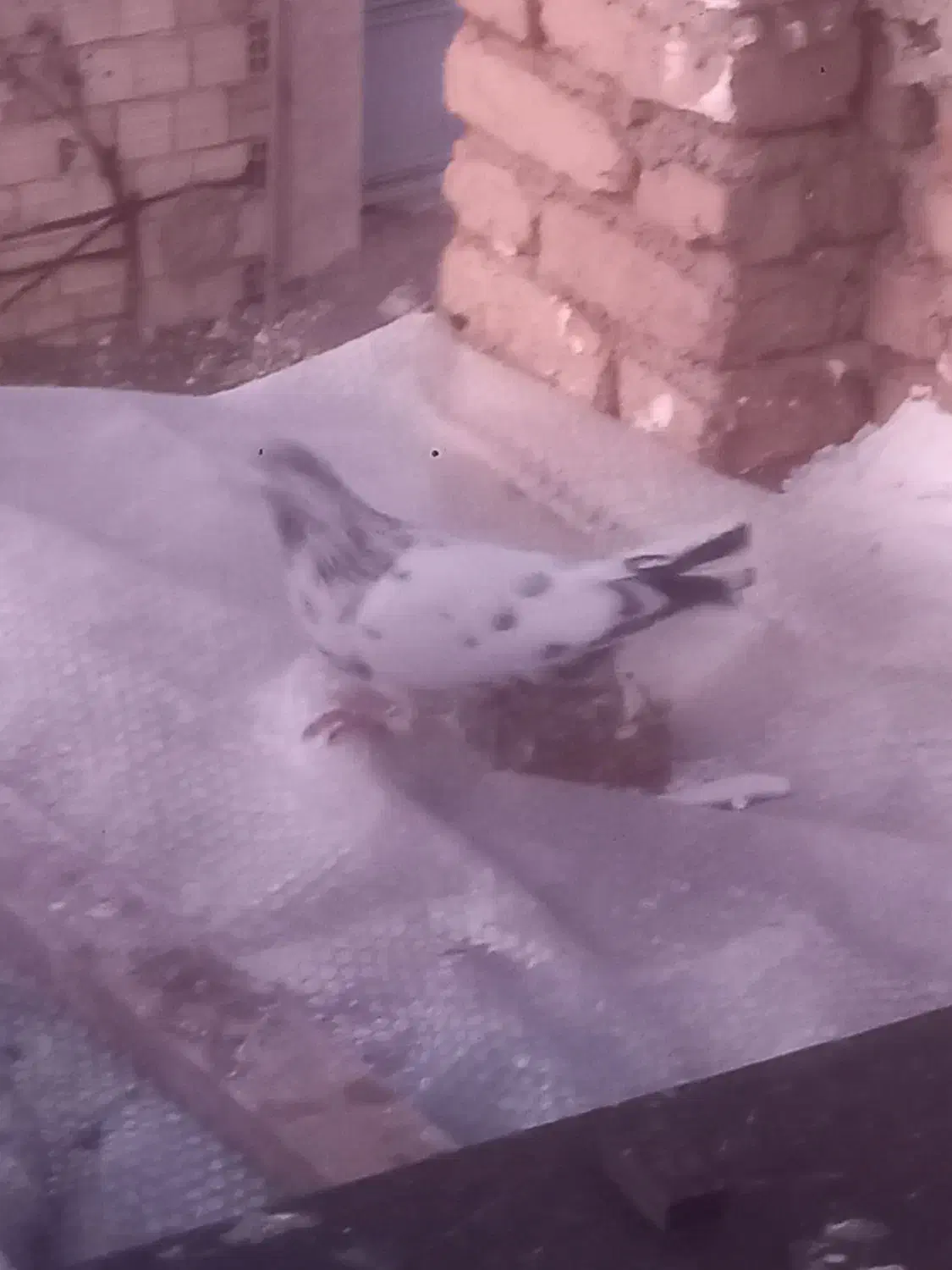 کفتر ماده|حیوانات|پارس‌آباد, |دیوار